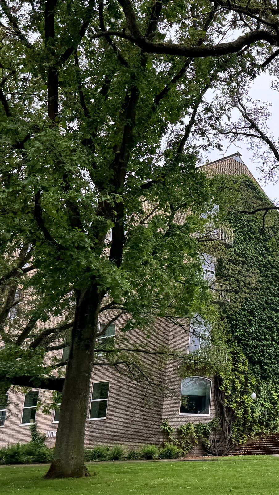 The ivy colored walls of a building as part of Aarhus University in Denmark.